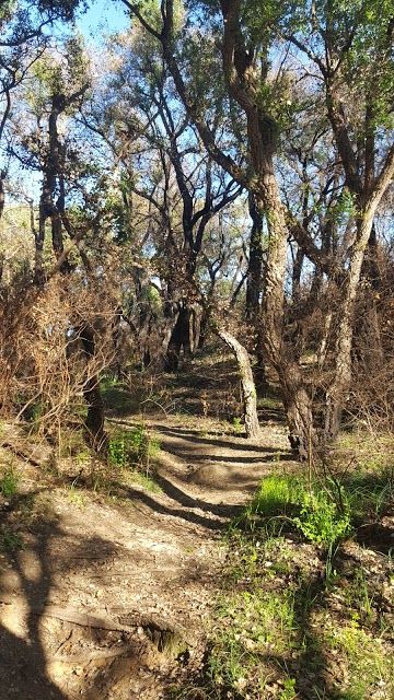 Parco regionale urbano Pineto